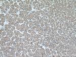 CARNS1 Antibody in Immunohistochemistry (Paraffin) (IHC (P))