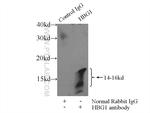 HBG1 Antibody in Immunoprecipitation (IP)