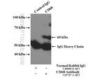 CD68 Antibody in Immunoprecipitation (IP)