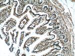 HNF4G Antibody in Immunohistochemistry (Paraffin) (IHC (P))