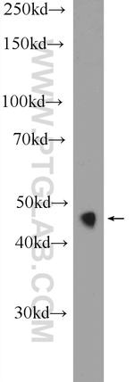 HNF4G Antibody in Western Blot (WB)