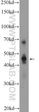 HNF4G Antibody in Western Blot (WB)