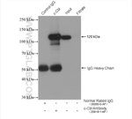 c-Cbl Antibody in Immunoprecipitation (IP)