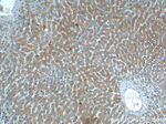 SMAD7 Antibody in Immunohistochemistry (Paraffin) (IHC (P))