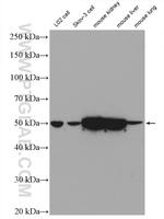 SMAD7 Antibody in Western Blot (WB)