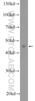 SMAD7 Antibody in Western Blot (WB)