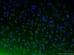 TH Antibody in Immunohistochemistry (PFA fixed) (IHC (PFA))