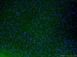 TH Antibody in Immunohistochemistry (PFA fixed) (IHC (PFA))