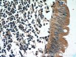 humanin Antibody in Immunohistochemistry (Paraffin) (IHC (P))