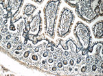 humanin Antibody in Immunohistochemistry (Paraffin) (IHC (P))