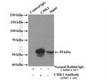 Chk1 Antibody in Immunoprecipitation (IP)