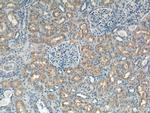 XPNPEP2 Antibody in Immunohistochemistry (Paraffin) (IHC (P))