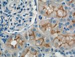 XPNPEP2 Antibody in Immunohistochemistry (Paraffin) (IHC (P))