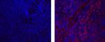 Rat IgG (H+L) Secondary Antibody in Immunohistochemistry (Frozen) (IHC (F))