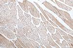 DHRS7C Antibody in Immunohistochemistry (Paraffin) (IHC (P))