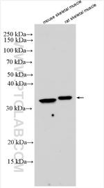 DHRS7C Antibody in Western Blot (WB)