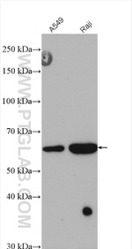METTL14 Antibody in Western Blot (WB)