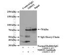 NDST1 Antibody in Immunoprecipitation (IP)