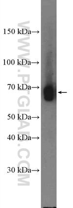 NDST1 Antibody in Western Blot (WB)