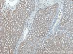 Piezo2 Antibody in Immunohistochemistry (Paraffin) (IHC (P))