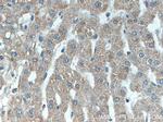 Piezo2 Antibody in Immunohistochemistry (Paraffin) (IHC (P))