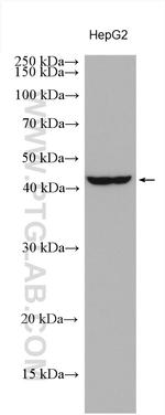 OBFC1 Antibody in Western Blot (WB)