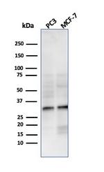 NKX2.8 Antibody in Western Blot (WB)