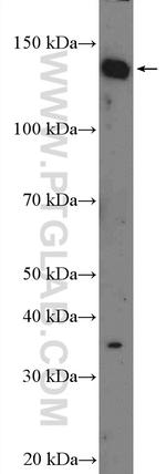 C14orf106 Antibody in Western Blot (WB)