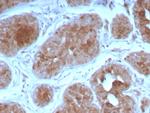 FGF21 (Fibroblast growth factor 21) Antibody in Immunohistochemistry (Paraffin) (IHC (P))