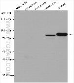 PDILT Antibody in Western Blot (WB)