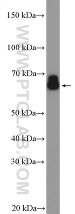 PDILT Antibody in Western Blot (WB)