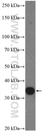 C15orf38 Antibody in Western Blot (WB)