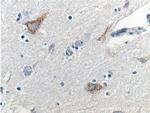 Neurofascin Antibody in Immunohistochemistry (Paraffin) (IHC (P))