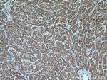 VEGFA Antibody in Immunohistochemistry (Paraffin) (IHC (P))