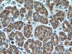 VEGFA Antibody in Immunohistochemistry (Paraffin) (IHC (P))