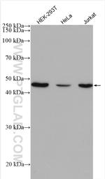 VEGFA Antibody in Western Blot (WB)