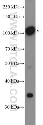 LHCGR Antibody in Western Blot (WB)