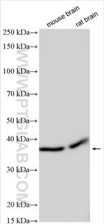 ZCCHC12 Antibody in Western Blot (WB)