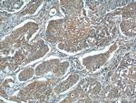 MIP-3 alpha Antibody in Immunohistochemistry (Paraffin) (IHC (P))