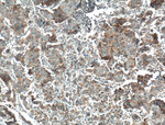 FGF9 Antibody in Immunohistochemistry (Paraffin) (IHC (P))