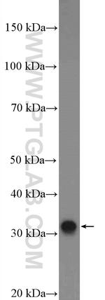 C22orf33 Antibody in Western Blot (WB)