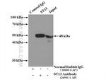 ST13 Antibody in Immunoprecipitation (IP)