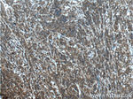 STK17B Antibody in Immunohistochemistry (Paraffin) (IHC (P))