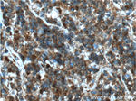 STK17B Antibody in Immunohistochemistry (Paraffin) (IHC (P))