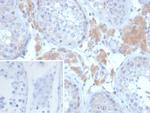 GDF9 (Growth Differentiation Factor 9) Antibody in Immunohistochemistry (Paraffin) (IHC (P))