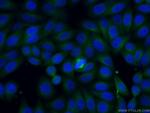 TRAF3IP2 Antibody in Immunocytochemistry (ICC/IF)