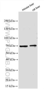 FLVCR2 Antibody in Western Blot (WB)