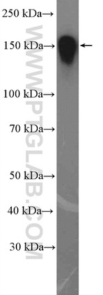 BCLAF1 Antibody in Western Blot (WB)