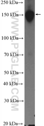 BCLAF1 Antibody in Western Blot (WB)