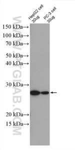 MRPS7 Antibody in Western Blot (WB)